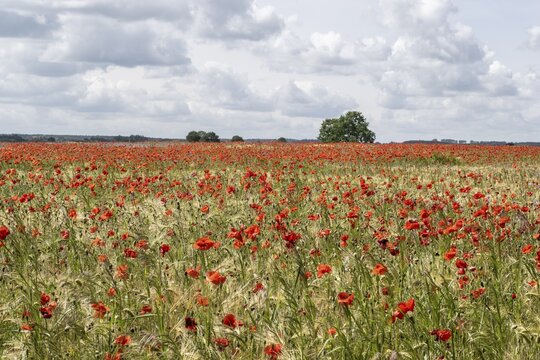 Poppy flower (Papaver rhoeas) in a grain field, Mecklenburg-Western Pomerania, Germany