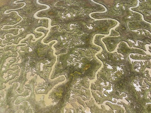 Network of channels and streams at low tide. In the marshland of the Piedras River. Aerial view. Drone shot. Huelva province, Andalusia, Spain