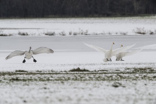 Tundra swans (Cygnus bewickii) approaching, Emsland, Lower Saxony, Germany
