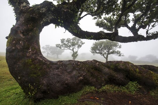 Laurel trees overgrown with moss and plants in the mist, old laurel forest (Laurisilva), stinkwood (Ocotea foetens), UNESCO World Heritage Site, Fanal, Madeira, Portugal