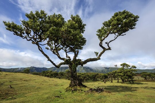 Laurel trees overgrown with moss and plants, old laurel forest (Laurisilva), stinkwood (Ocotea foetens), UNESCO World Heritage Site, Fanal, Madeira, Portugal