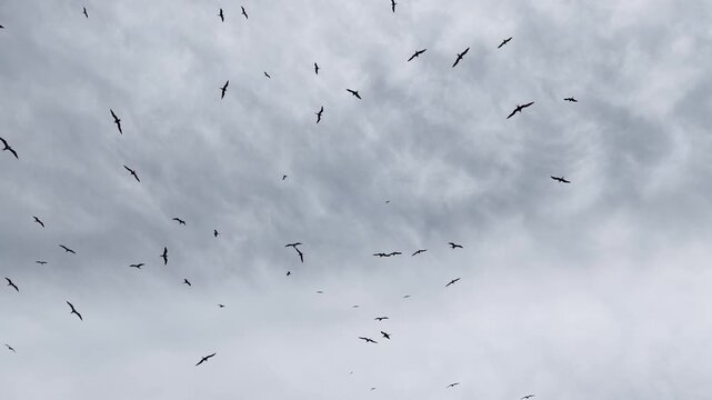 Lesser frigatebirds, Fregata ariel, soar in a cloudy sky above a remote island in Fiji. 