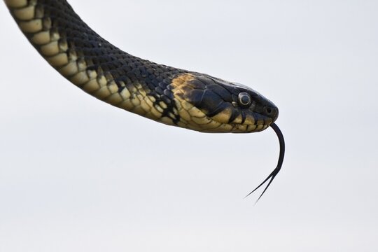 Grass snake (Natrix natrix), Emsland, Lower Saxony, Germany