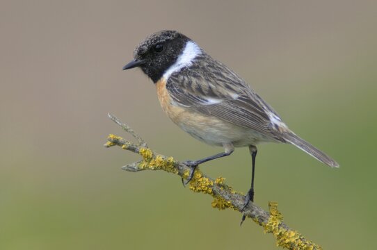 European stonechat (Saxicola rubicola), Emsland, Lower Saxony, Germany
