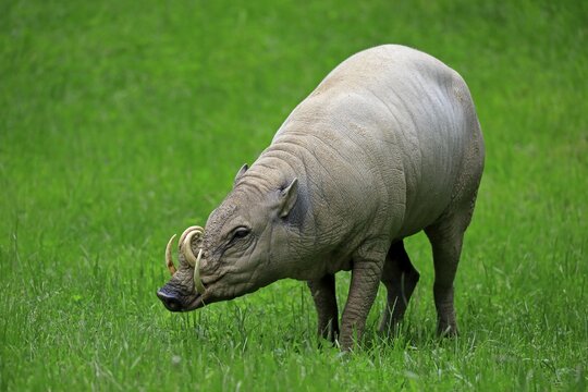 North sulawesi babirusa (Babyrousa celebensis), adult, male, foraging, captive, Sulawesi