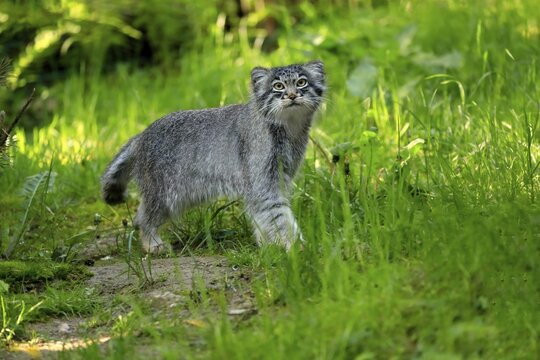 Manul, pallas's cat (Otocolobus manul), adult, alert, stalking, captive