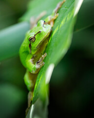 Obraz premium Laubfrosch