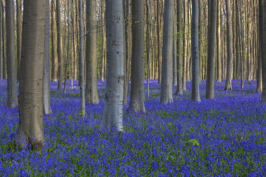 Blue flowering bluebells (Hyacinthoides non-scripta) in the copper beech (Fagus sylvatica) forest, Hallerbos, near Halle, province of Flemish Brabant, Belgium