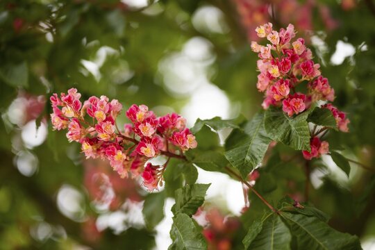 Red-flowered horse chestnut (Aesculus carnea), Baden-W&uuml;rttemberg, Germany