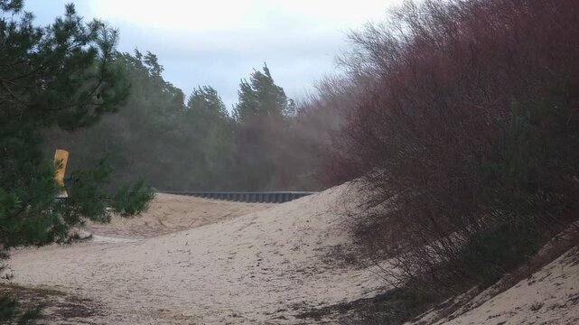 Windblown coastal sand drifting through dune pines