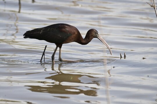 Glossy ibis (Plegadis falcinellus), Coto de Donana, Spain
