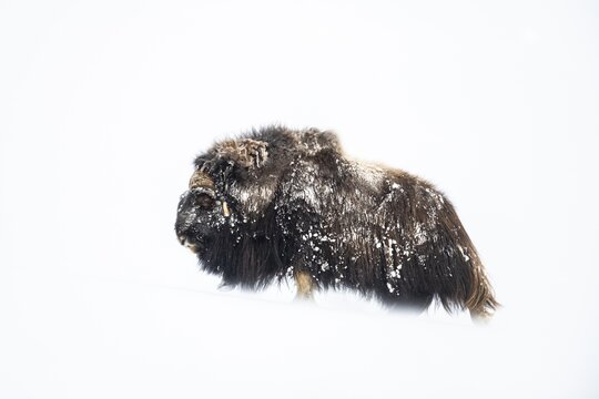 Musk ox (Ovibos moschatus) in the snow, Dovrefjell-Sunndalsfjella National Park, Norway