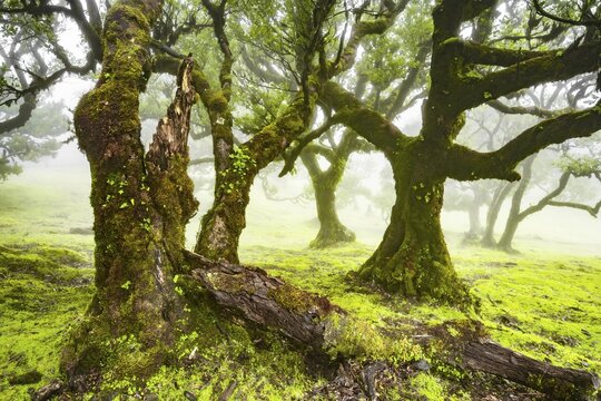 Laurel trees overgrown with moss and plants in the mist, Old laurel forest, stinkwood (Ocotea foetens), Laurisilva, UNESCO World Heritage Site, Fanal, Madeira, Portugal