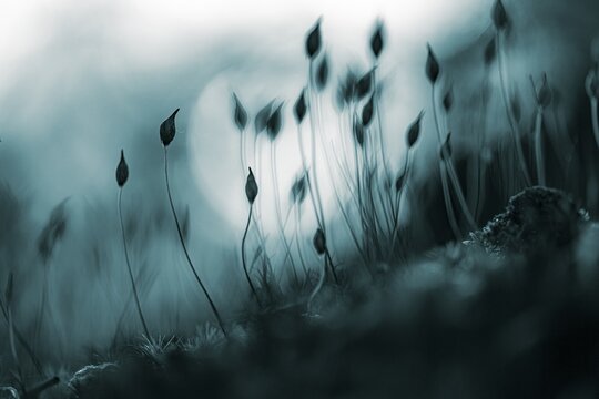 Beech (Fagus) saplings on forest floor in morning light, Mindelheim, Unterallg&auml;u, Bavaria, Germany