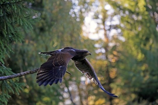 Harris's hawk (Parabuteo unicinctus), adult, not coloured, flying, autumn, Bohemian Forest, Czech Republic