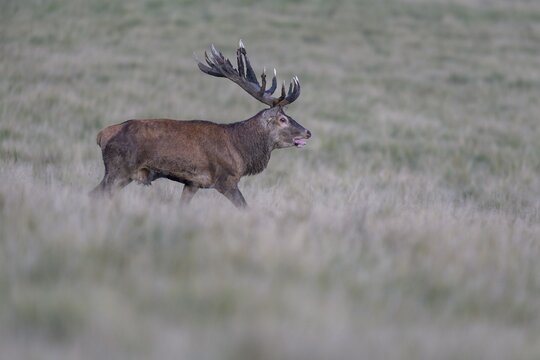 Red deer (Cervus elaphus), with mud in antlers after wallowing running in a meadow, rutting, Zealand, Denmark