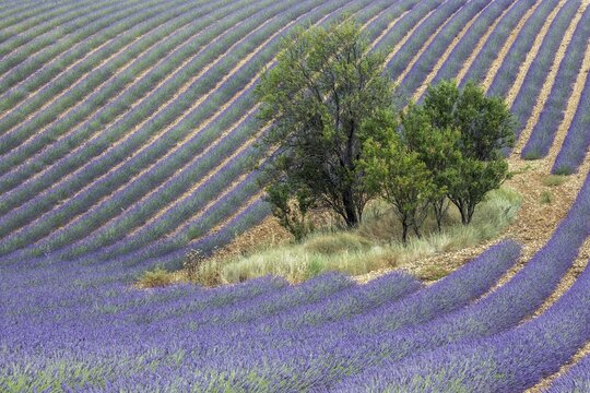 Trees in lavender field, flowering true lavender (Lavandula angustifolia), D56, between Valensole and Puimoisson, Plateau de Valensole, Provence, Provence-Alpes-Cote d Azur, South of France, France