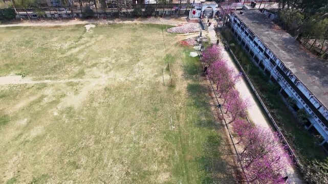 Aerial drone view of abandoned overgrown baseball field with wildflowers and rusted fence in urban park setting