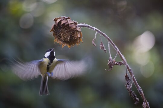 Great tit (Parus major) on sunflower, Emsland, NIedersachsen, Germany
