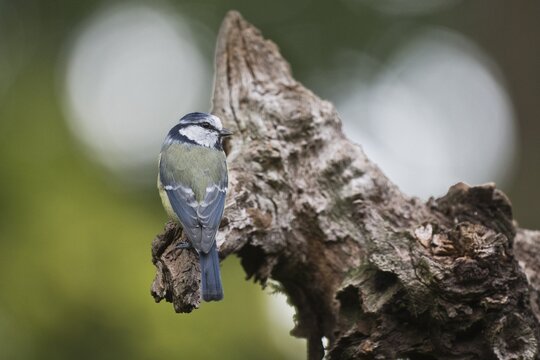 Blue Tit (Parus caerulea), Emsland, Lower Saxony, Germany
