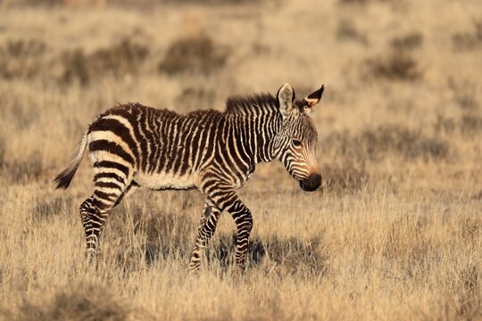 Cape Mountain Zebra (Equus zebra zebra), young, running, alert, Mountain Zebra National Park, Eastern Cape, South Africa
