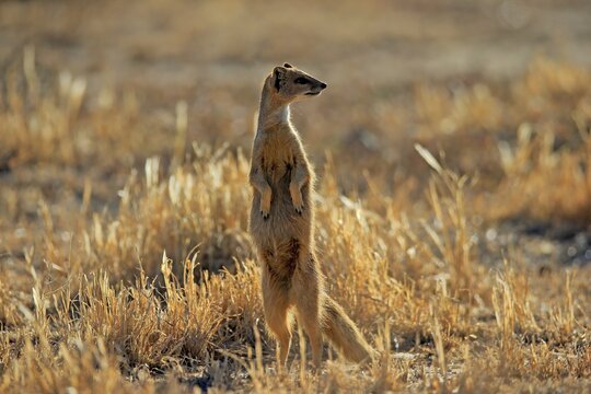 Yellow mongoose (Cynictis penicillata), adult standing upright, alert, Mountain Zebra National Park, Eastern Cape, South Africa