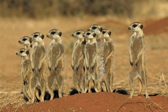 Meerkats (Suricata suricatta), meerkat, adult, group, family, standing upright, alert, on guard, on burrow, Tswalu Game Reserve, Kalahari, Northern Cape, South Africa