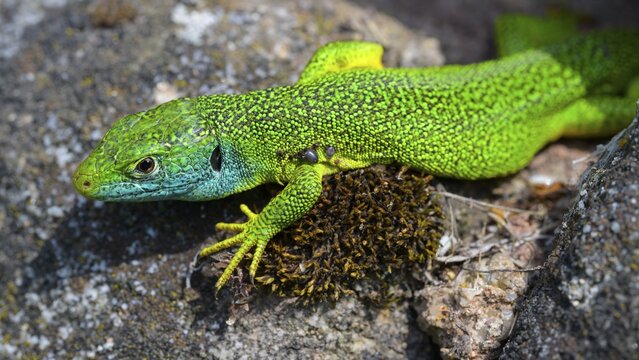 Western green lizard (Lacerta bilineata), sunbathing on a dry stone wall, tick infestation, T&uuml;bingen, Baden-W&uuml;rttemberg, Germany