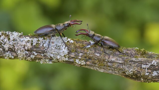 Stag beetle (Lucanus cervus), two males in fighting position on a branch covered with moss and lichen, Swabian Alb, Baden-W&uuml;rttemberg, Germany