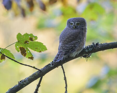 Pygmy Owl (Glaucidium passerinum), sitting on a branch covered with lichen and moss, Biosphere Reserve, Swabian Alb, Baden-W&uuml;rttemberg, Germany