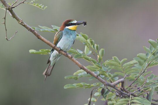 European bee-eater (Merops apiaster), Rhineland-Palatinate, Germany