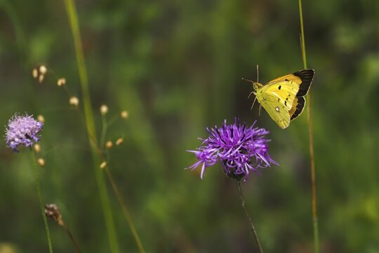 Postillon, also dark clouded yellow (Colias croceus), Large Postilion, Yellow Postilion, Wandering Yellow or Orange-red Clover Butterfly, Syn. : C. edusa, in flight on widow's-flower, Hesse, Germany