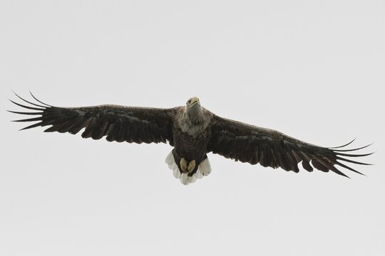 White-tailed eagle (Haliaeetus albicilla), Lofoten, Norway