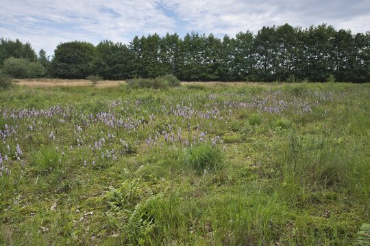 Spotted orchid (Dactylorhiza maculata), mass population, North Rhine-Westphalia, Germany