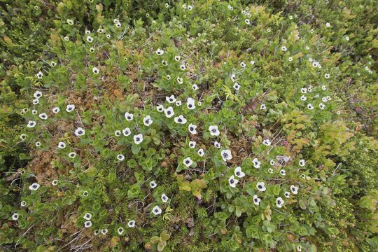 Swedish dogwood (Cornus suecica), Kvaloya, Norway
