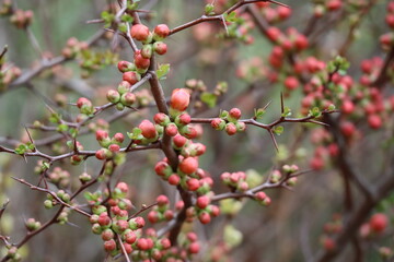 Fototapeta premium flowering Quince buds