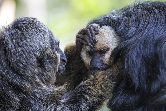 White-faced saki (Pithecia pithecia) or Blasskopfsaki, grooming, left female, right male, captive, Zoologischer Stadtgarten, Karlsruhe, Baden-W&uuml;rttemberg, Germany