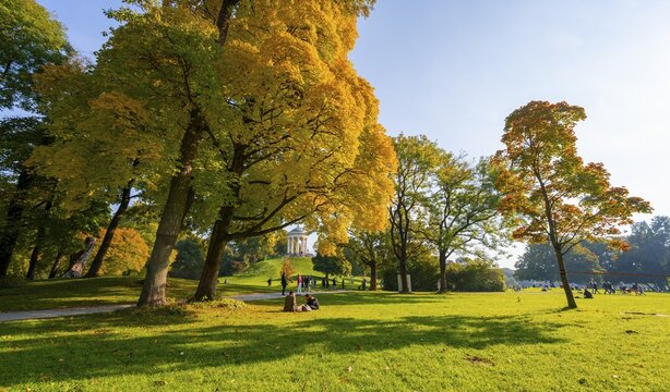 Autumn trees with yellow foliage, Monopteros, English Garden, Munich, Upper Bavaria, Bavaria, Germany