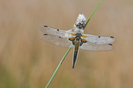 Four-spotted chaser (Libellula quadrimaculata), Emsland, Lower Saxony, Germany