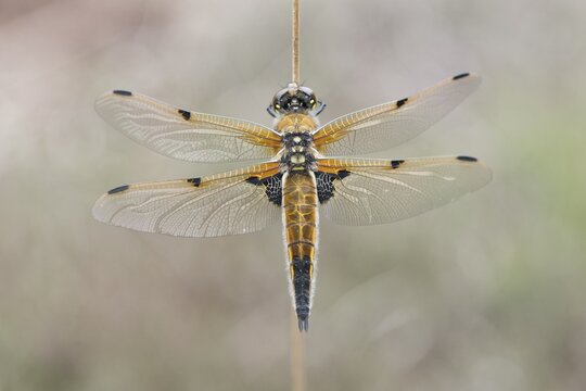 Four-spotted chaser (Libellula quadrimaculata), Emsland, Lower Saxony, Germany