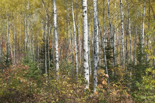 Autumn paper birch (Betula papyrifera), Algonquin Park, Canada