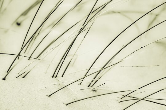 Marram Grass on sand, Rantum, Sylt Island, Germany