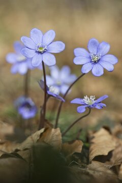 Liverwort (Hepatica nobilis), Tyrol, Austria
