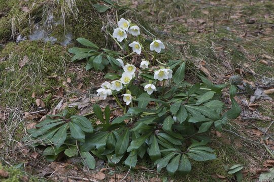 Helleborus niger (Helleborus niger), Tyrol, Austria