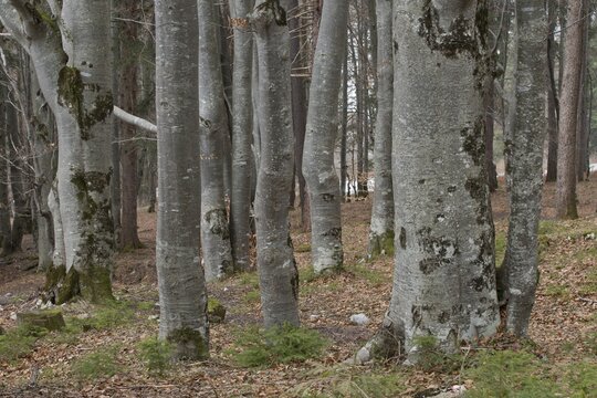 Common beech (Fagus sylvatica), Tyrol, Austria