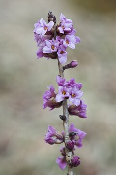 Mezereon (Daphne mezereum), Tyrol, Austria