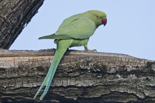 Rose-ringed parakeet (Psittacula krameri), Rhineland-Palatinate, Germany