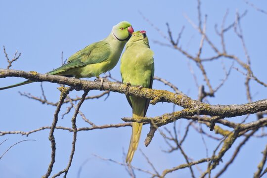 Rose-ringed parakeets (Psittacula krameri), Rhineland-Palatinate, Germany