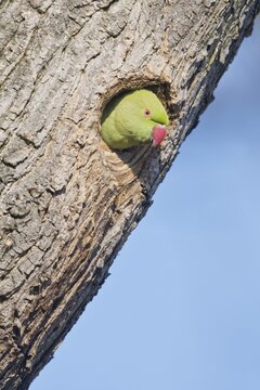 Rose-ringed parakeet (Psittacula krameri), Rhineland-Palatinate, Germany