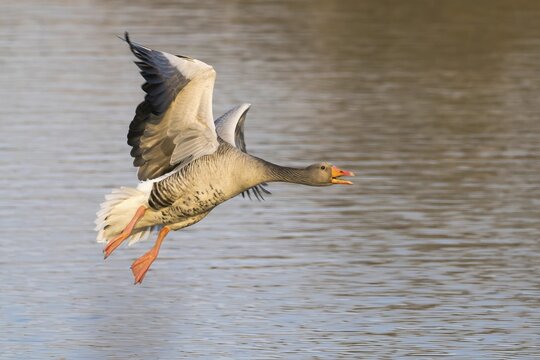 Greylag goose (Anser anser), flying, Hesse, Germany